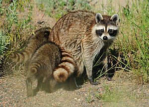 Young Raccoons (15113506863)