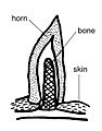 Anatomy and physiology of animals A horn