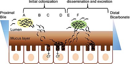 Cholera role of biofilm in intestinal colonization