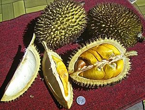 Durio kutejensis fruits