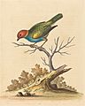 George Edwards, The Red-Headed Finch from Surinam, 1741, NGA 62701