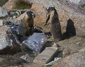 Marmots Eating Trash