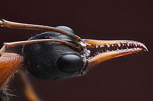 Myrmecia nigrocincta (Australian Bull Ant).jpg