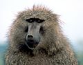 Olive baboon1