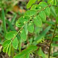Phyllanthus tenellus 1