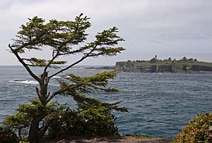 Picea sitchensis Cape Flattery