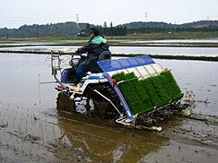 Rice-planting-machine 2,katori-city,japan