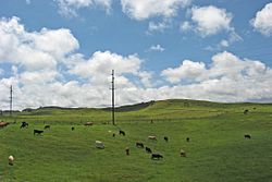 Some cattle pastures just outside Waimea, August 2007