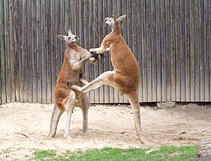 - fighting red kangaroos 2