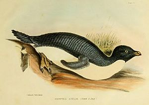 Adelie Penguin, from the Ross Expedition