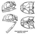 Anurognathus skull