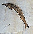 Aspidorhynchus acustirostris