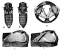 EB1911 cicada tymbal structure
