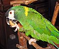 Golden-collared Macaw 041