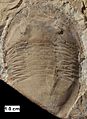 Isotelus trilobite from Wisconsin