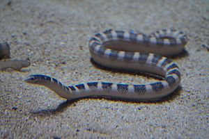 Japan sea snake, Ornate Sea Snake (Hydrophis ornatus) (15167155673).jpg