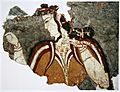 La Dame de Mycènes, fresco