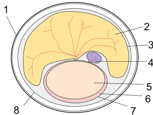 Monotreme Egg Diagram