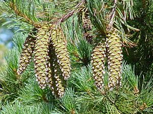 Pinus monticola0