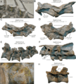 Pneumatic structures in Senzhousaurus and Gallimimus