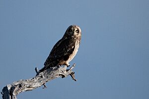Pueo or Short-eared Owl Hakalau NWR HI 2018-12-02 11-08-29 (45250273325)