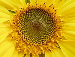Sunflower spiral pattern