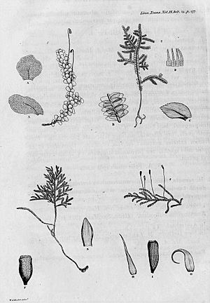 William Jackson Hooker - illustrations of the moss 'Hookeria'