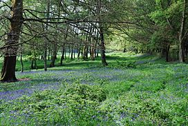 Bluebells, St Leonards Forest - geograph.org.uk - 1288554.jpg