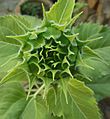 Flower bud of Sunflower - Helianthus