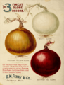 Globe Onion Varieties