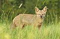 Indian Fox in a Grassland.jpg