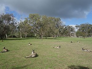 Kangaroo Land in Cleland Wildlife Park