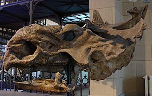 Pachyrhinosaurus skull