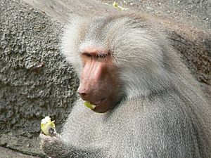 Papio hamadryas eating an apple