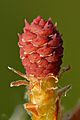 Pinus sylvestris young female cone - Keila