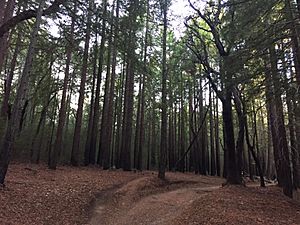 Santa Cruz Redwoods 2015