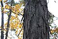 Shagbark Hickory bark in Perry County, PA