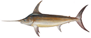 Swordfish (Duane Raver)