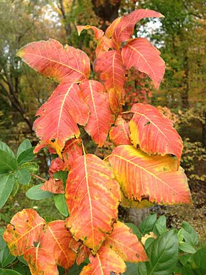 Poison ivy fall coloration