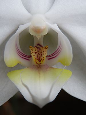 Closeup of the blossom of a Phalaenopsis