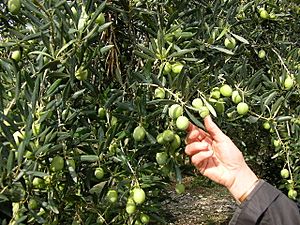 Cueillette-olives-vertes
