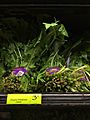 Dandelion greens for sale at Whole Foods