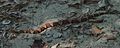 Dinosaur Valley State Park October 2020 09 (Texas copperhead) (cropped)