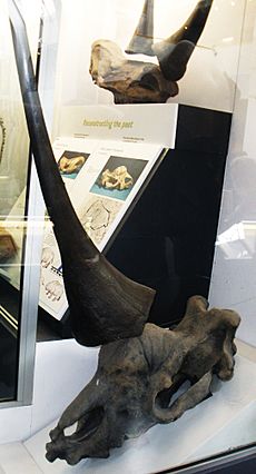 Elasmotherium sibiricum 34