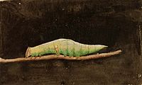 Emma Beach Thayer - Larger Spotted Beach Leaf Edge Caterpillar, study for book Concealing Coloration in the Animal Kingdom - 1950.2.24B - Smithsonian American Art Museum