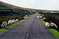 Gweedore area - Sheep grazing along R257 - geograph.org.uk - 1337991