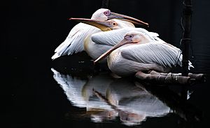 Pelicans at National Zoo