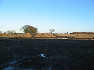 Piles of sugar beet at Swan Farm Deighton