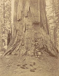 Portrait of Eadweard Muybridge seated at base of tree (1872)