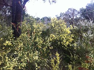 Acacia cochlearis thicket
